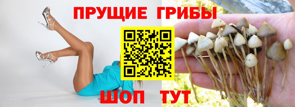Ипатово  Псилоцибиновые грибы Psilocybe  Вход с VPN 